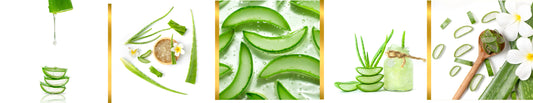 Aloe Vera Gel bei sensibler Haut und Rosazea: