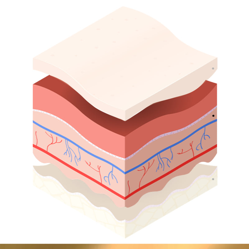 2. Dermis