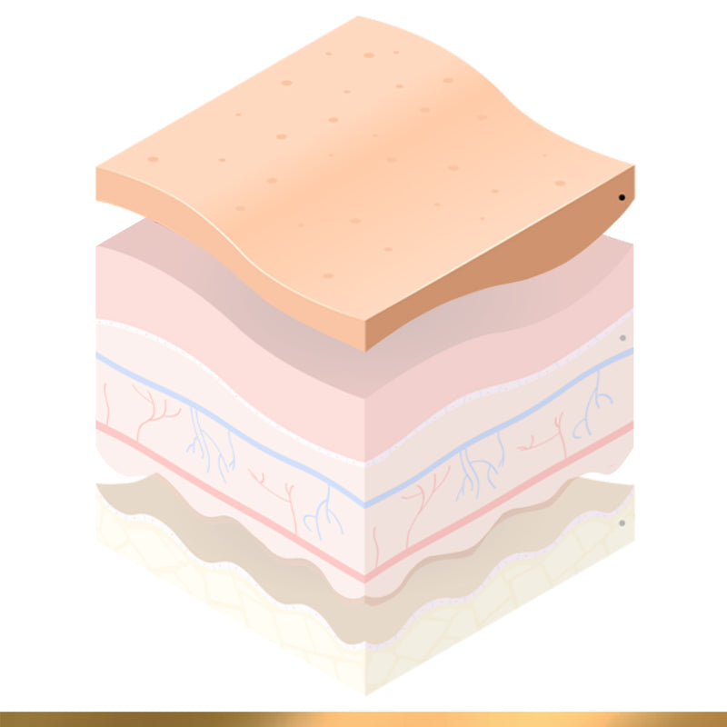 1. Epidermis