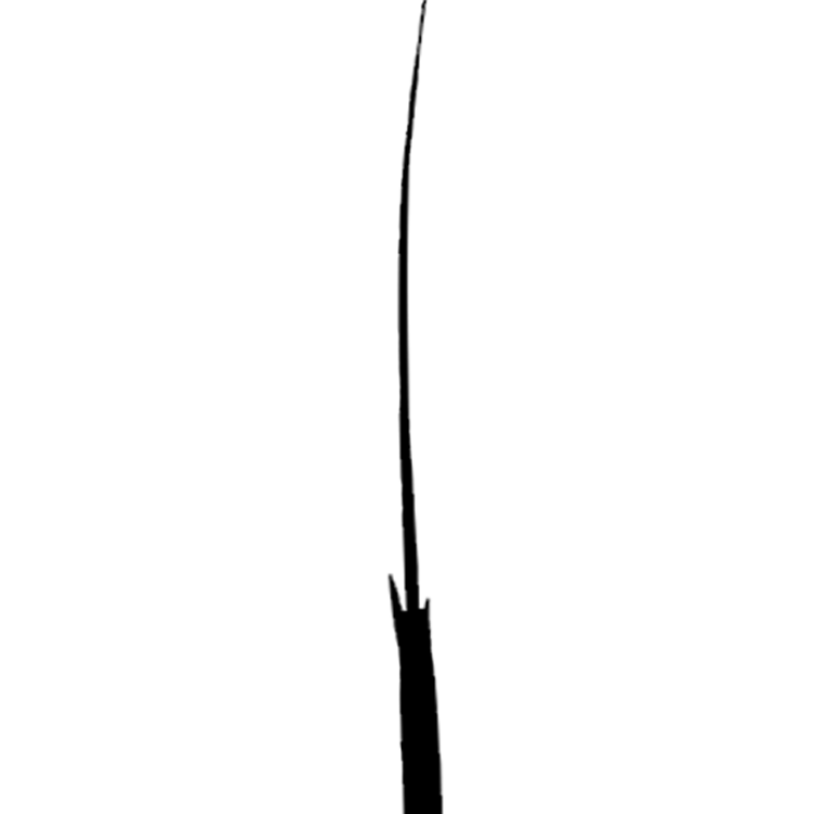 Die Kerze